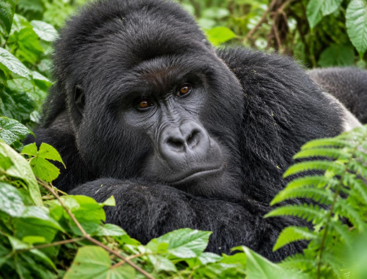 Gorilla trekking, Rwanda (illustrative)